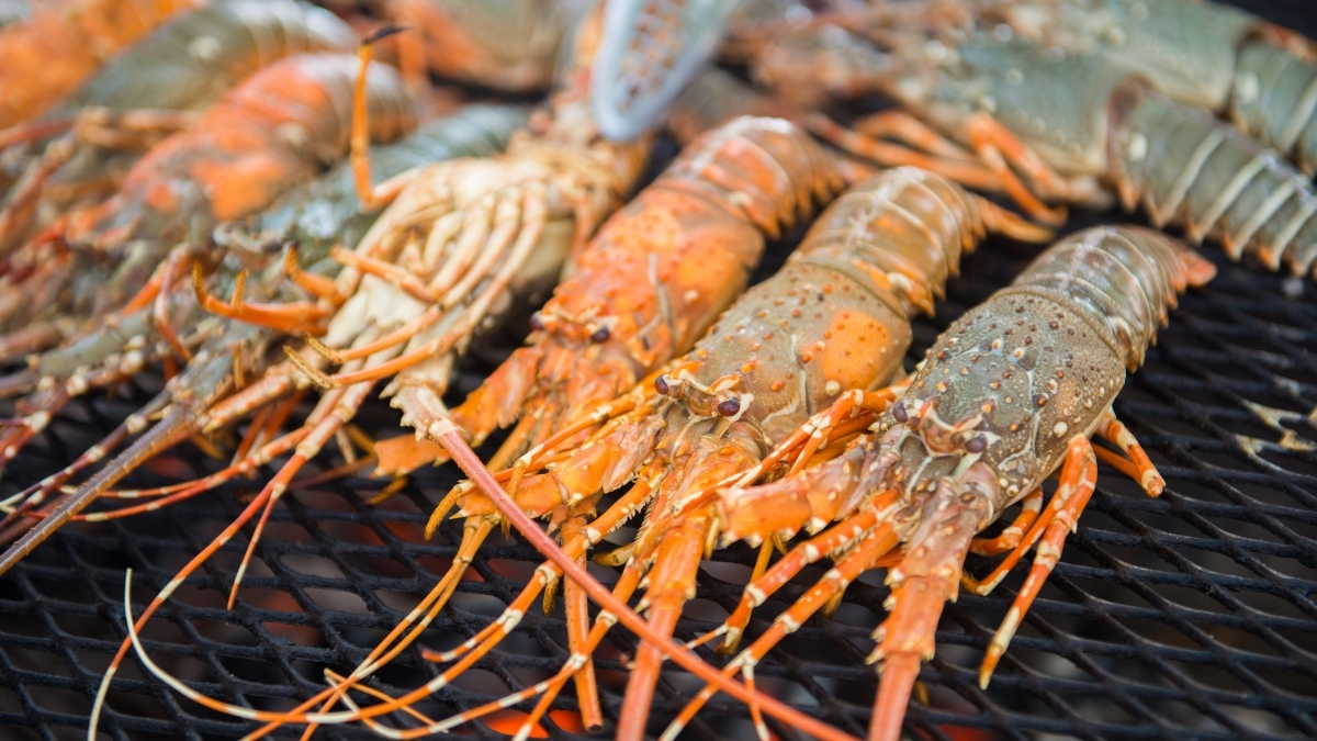 Celebrate Christmas Day with a festive International BBQ & Lobster Buffet at Open Kitchen featuring grilled seafood, holiday favorites and live music from 6:30 - 10:00 p.m.